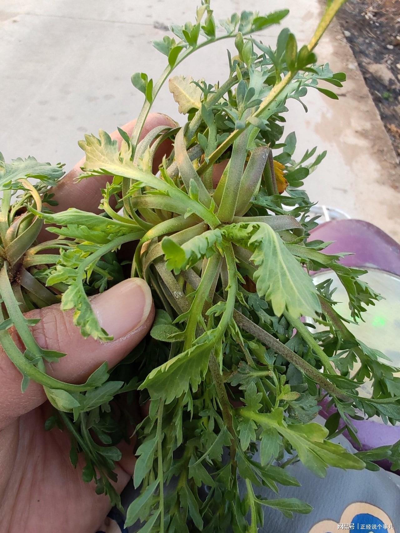kaiyun-黄金价格跌破1000元！看来这茬儿韭菜，是到收割的时候了？